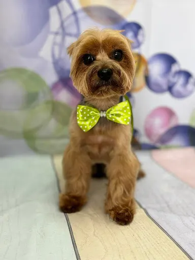 Salon Pielęgnacji Psów Klaudia Kalinowska